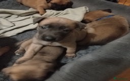 Belgian Shepherd Dog dogs for sale: Belgian Malinois Pups - Image 10