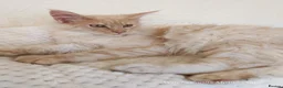 Maine Coon cats for sale: TICA Reg Maine Coon BOY. Cream Smoke. ACTIVE. - Advert 7