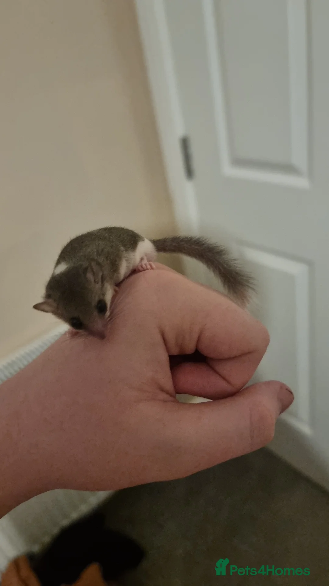 Mouse rodents for sale: beautiful pied african pygmy dormice - Advert 14