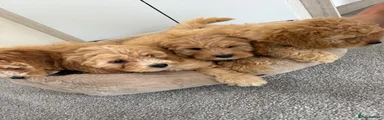 Cockapoo 1