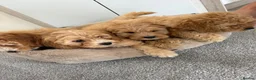 Cockapoo dogs for sale: Cockapoo puppies in Maidstone - Advert 4