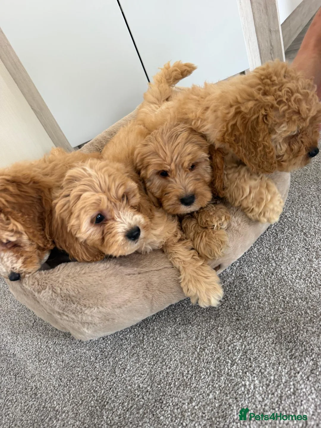 Cockapoo dogs for sale: Cockapoo puppies in Maidstone - Advert 4