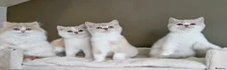 British Shorthair cats for sale: Cream & White Boy - Advert 1