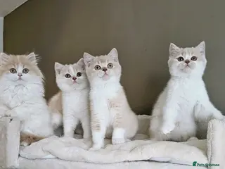 British Shorthair cats Cream& White Boy - Advert 4