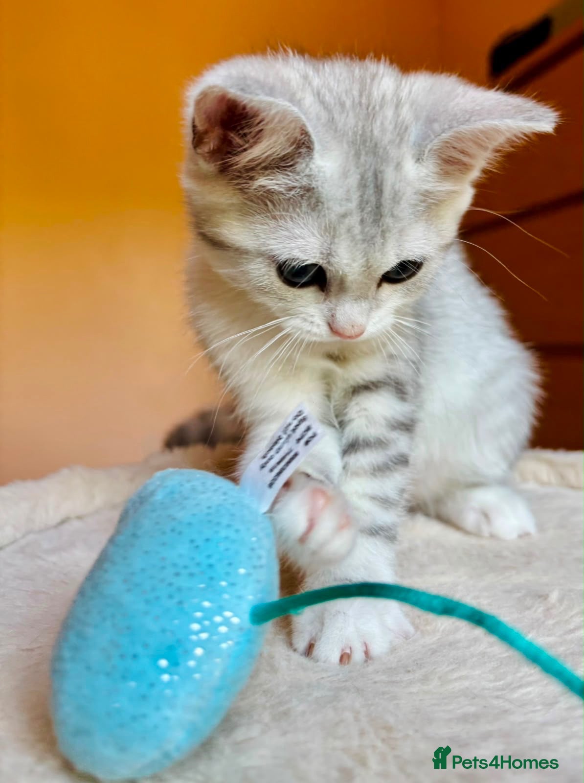 Scottish Fold cats Adorable kittens - Advert 3