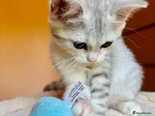 Scottish Fold cats Adorable kittens - Advert 3