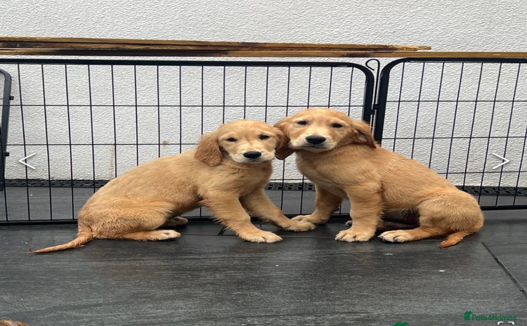 Golden Retriever dogs - Advert 9