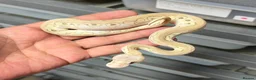 Python Snake reptiles for sale: Various royal pythons from £25 upwards  - Advert 5