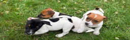 Jack Russell dogs for sale: 5 male Jack Russell puppies ready to go - Advert 27