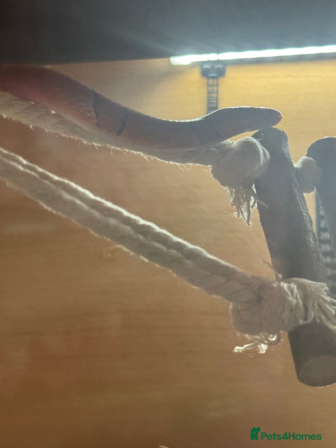Snake reptiles for sale: Collection of snakes - Image 3