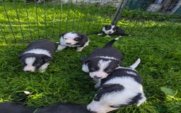 Border Collie dogs for sale: Border Collie Puppies - Image 5