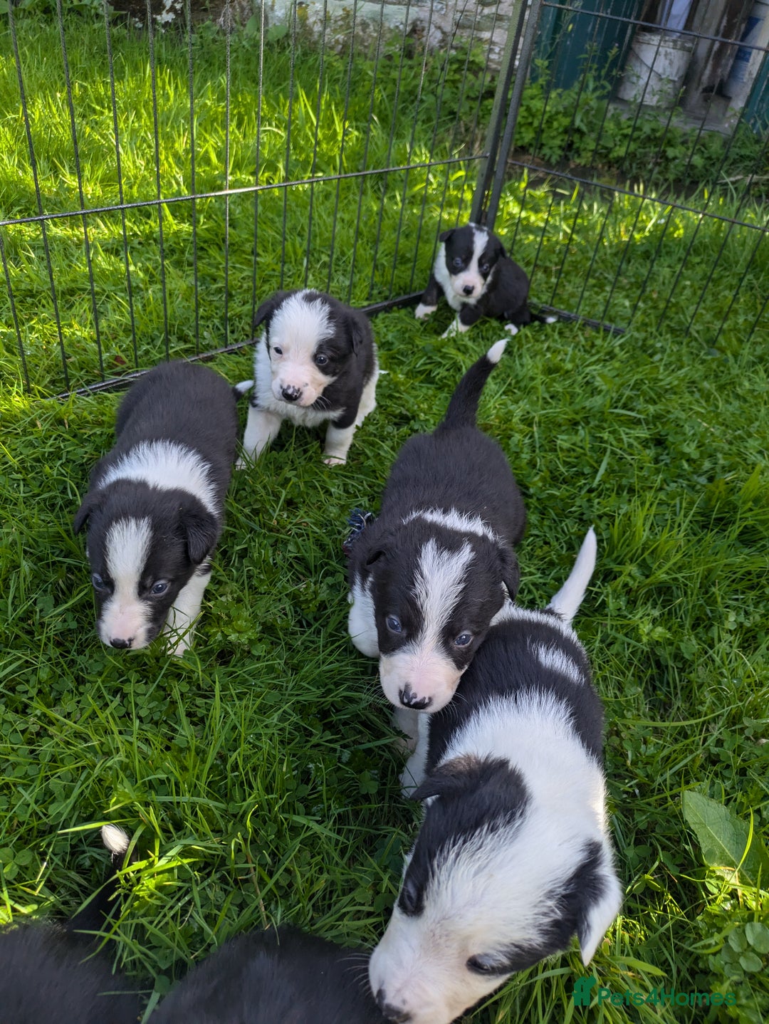 Border Collie dogs for sale: Border Collie Puppies - Image 5