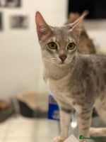 Savannah cats - Advert 1