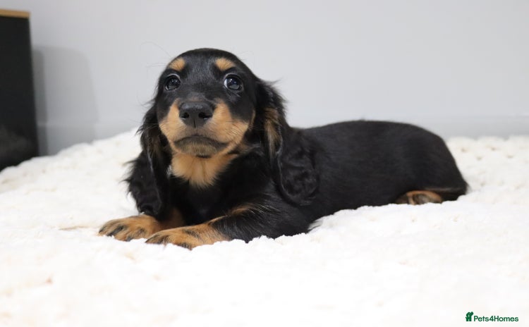 Miniature Dachshund dogs in Stowmarket - Advert 2