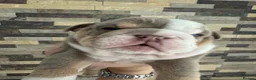 English Bulldog dogs for sale: Outstanding Quality English Bulldog Puppies in Cambridge - Advert 7