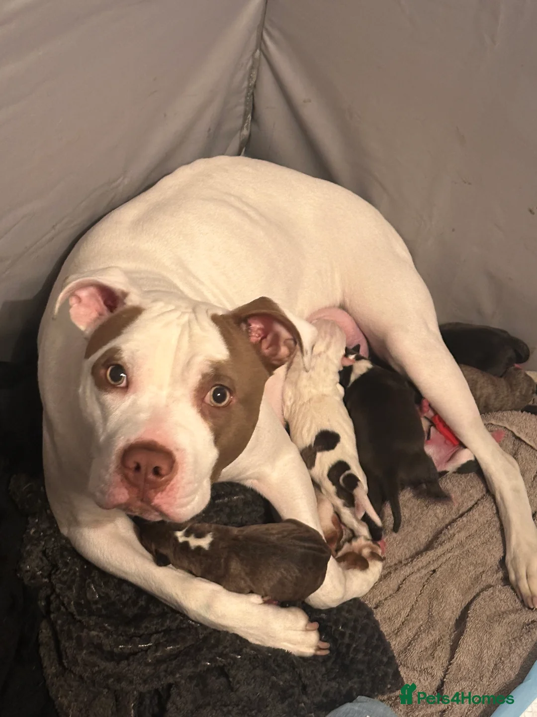 Staffordshire Bull Terrier dogs for sale: 6 beautiful Staffordshire bull terrier puppies - Advert 2