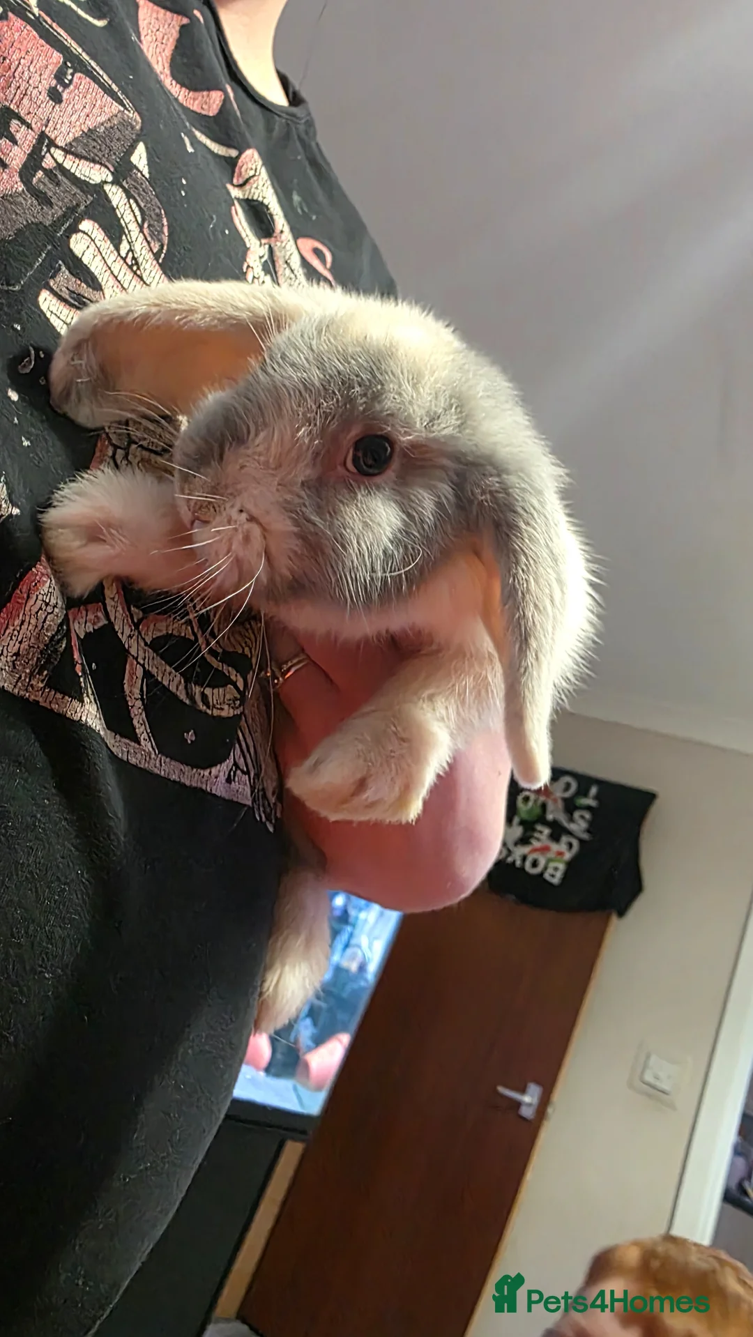 Mini Lop rabbits for sale: Mini lop male beautiful rabbit 10 weeks old  - Advert 1