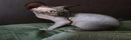 Sphynx cats for sale: Adorable Sphynx kittens💝🐈‍⬛🐈 - Advert 23