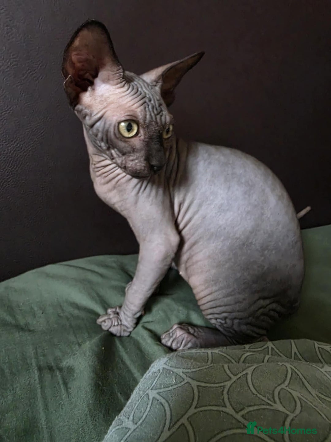 Sphynx cats for sale: Adorable Sphynx kittens💝🐈‍⬛🐈 - Advert 23