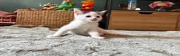 Mixed Breed cats for sale: Kittens ready for their forever home  - Advert 11