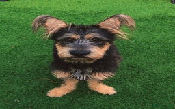Mixed Breed dogs for sale: German shepherd terrier  - Image 1