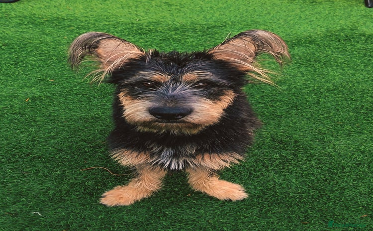 Mixed Breed dogs - Advert 11