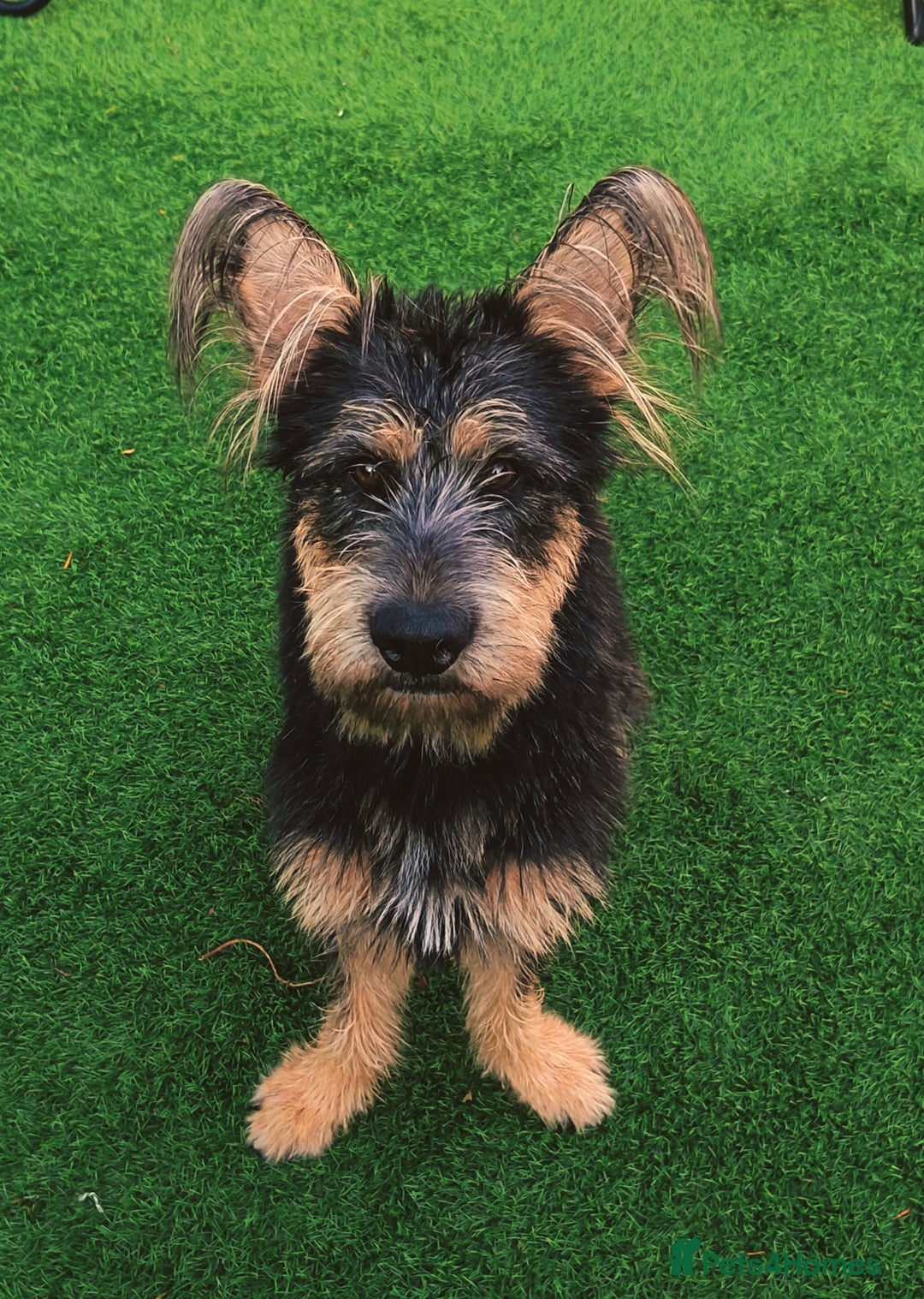 Mixed Breed dogs for sale: German shepherd terrier  - Image 1