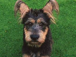 Mixed Breed dogs - Advert 7