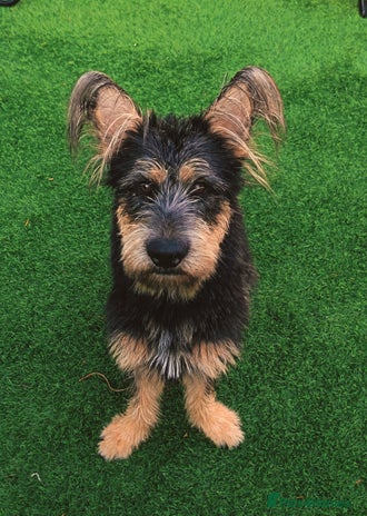 Mixed Breed dogs - Advert 7