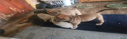 Mixed Breed dogs for sale: Pocket bully cross presa canario in Blackburn - Advert 14