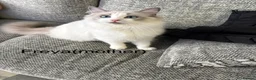 Ragdoll cats for sale: 2 handsome blue bi colour boys - Advert 5