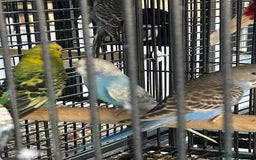 Budgerigars birds for sale: Various Stunning Mixed Baby Budgies  - Image 4