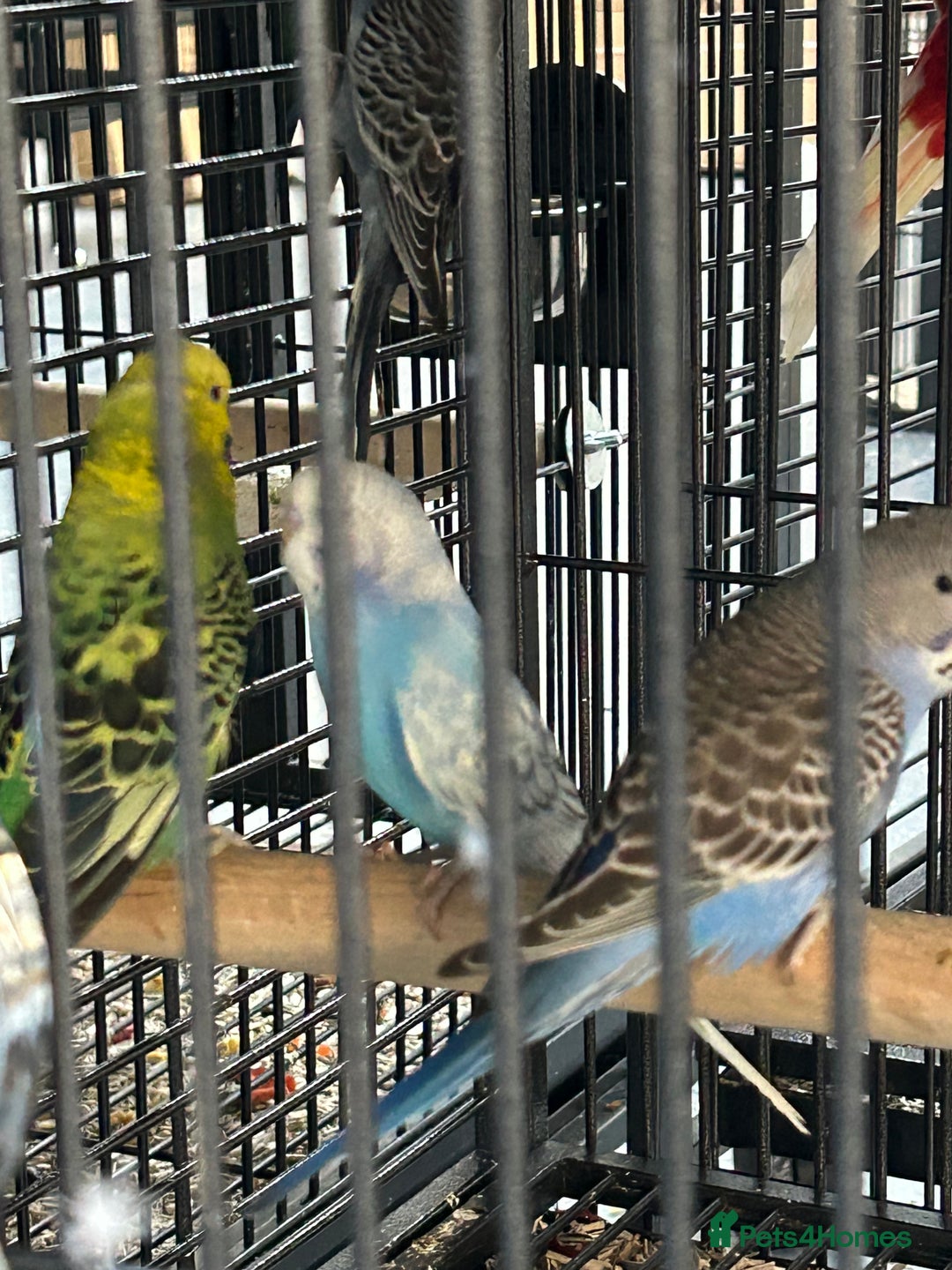 Budgerigars birds for sale: Various Stunning Mixed Baby Budgies  - Image 4