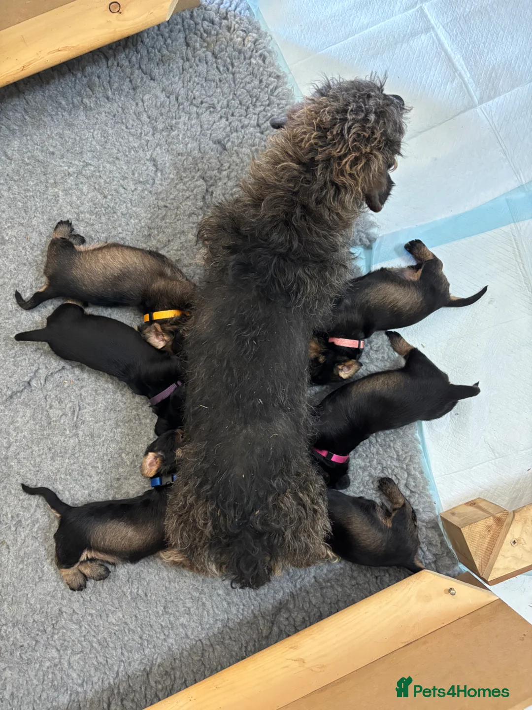 Miniature Dachshund dogs for sale: Miniature wirehaired dachshund pups in Winsford - Advert 5