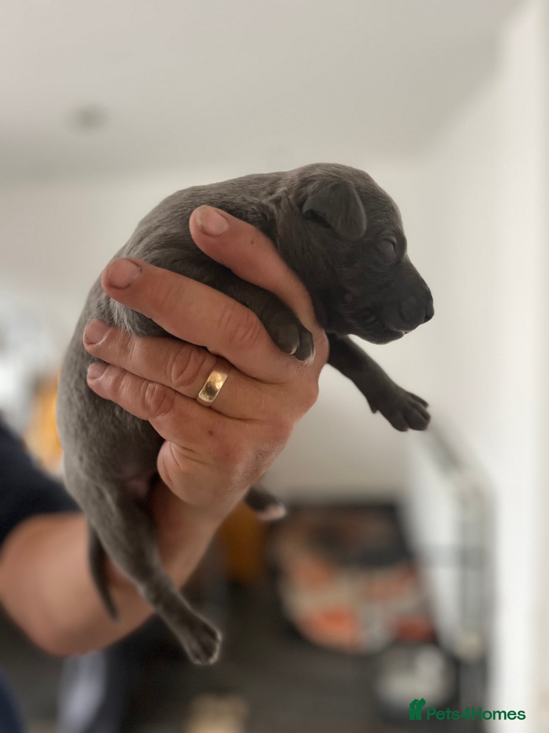 Whippet dogs for sale: KC registered Whippet pups - Image 13