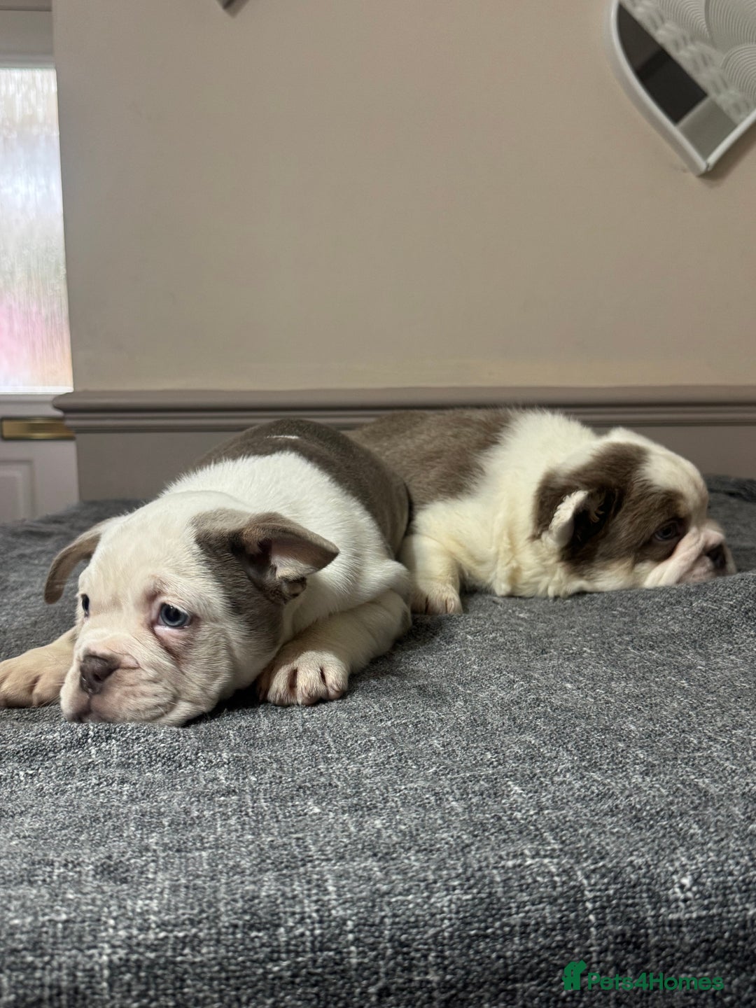 Mixed Breed dogs for sale: Bulldog puppies  - Advert 4