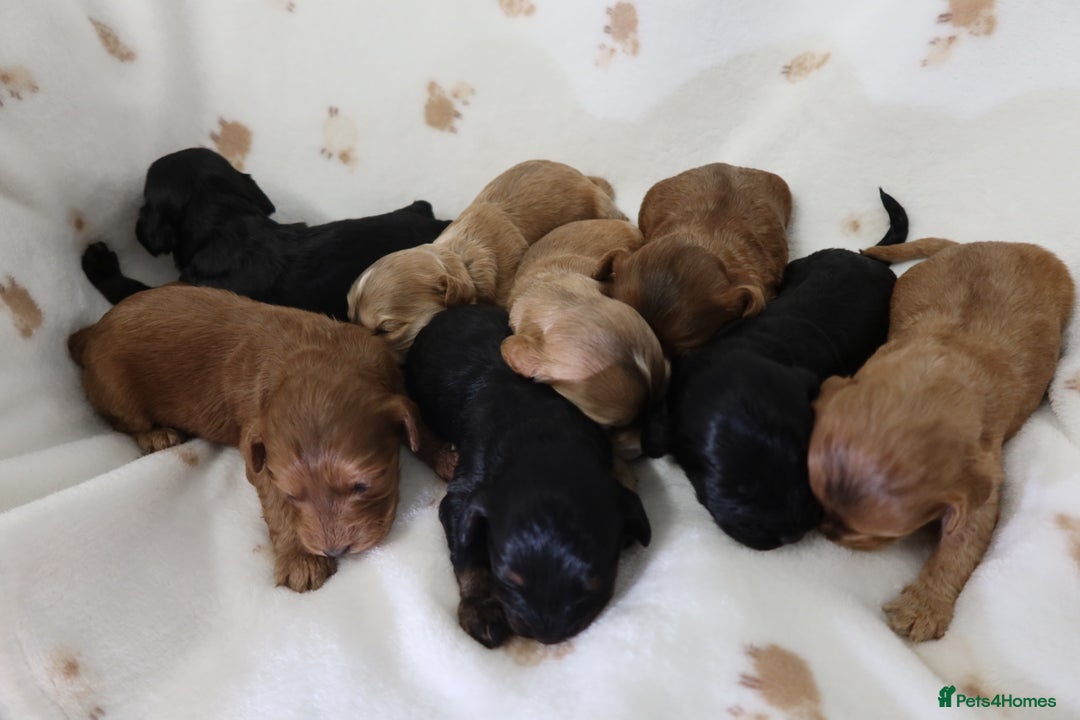 Cockapoo dogs for sale: 8 F1 Cockapoos available  - Advert 2