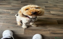 Cockapoo dogs for sale: 2.5yr old female cockapoo for sale  - Image 2