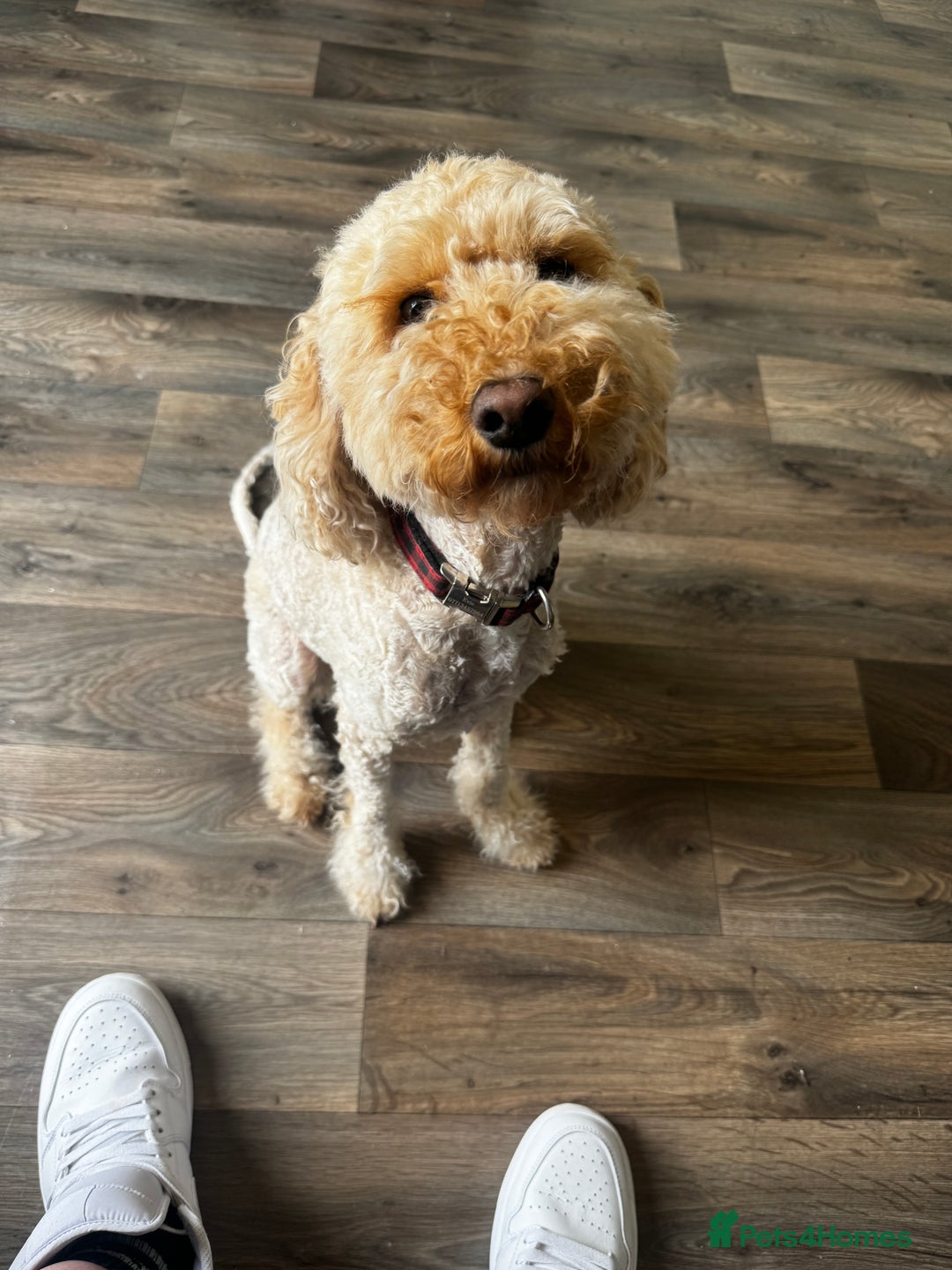 Cockapoo dogs for sale: 2.5yr old female cockapoo for sale  - Image 2