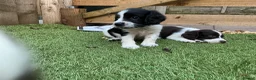 English Springer Spaniel dogs for sale: Beautiful springer spaniel puppies - Advert 13
