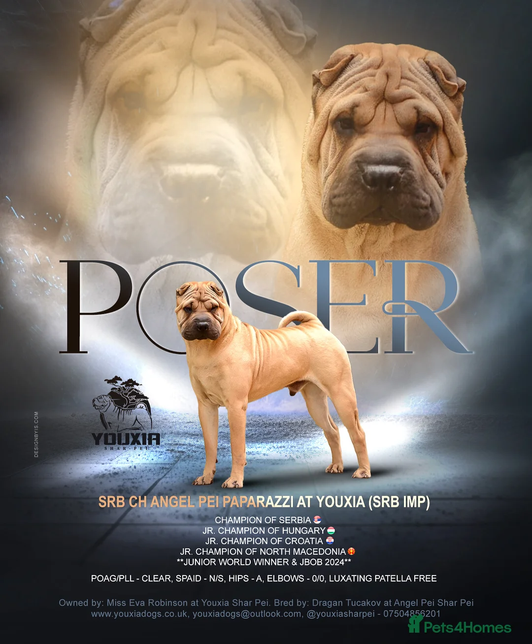 Shar Pei dogs for stud: Champion Shar Pei Stud in Doncaster - Advert 1