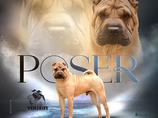 Shar Pei dogs Champion Shar Pei Stud in Doncaster - Advert 5