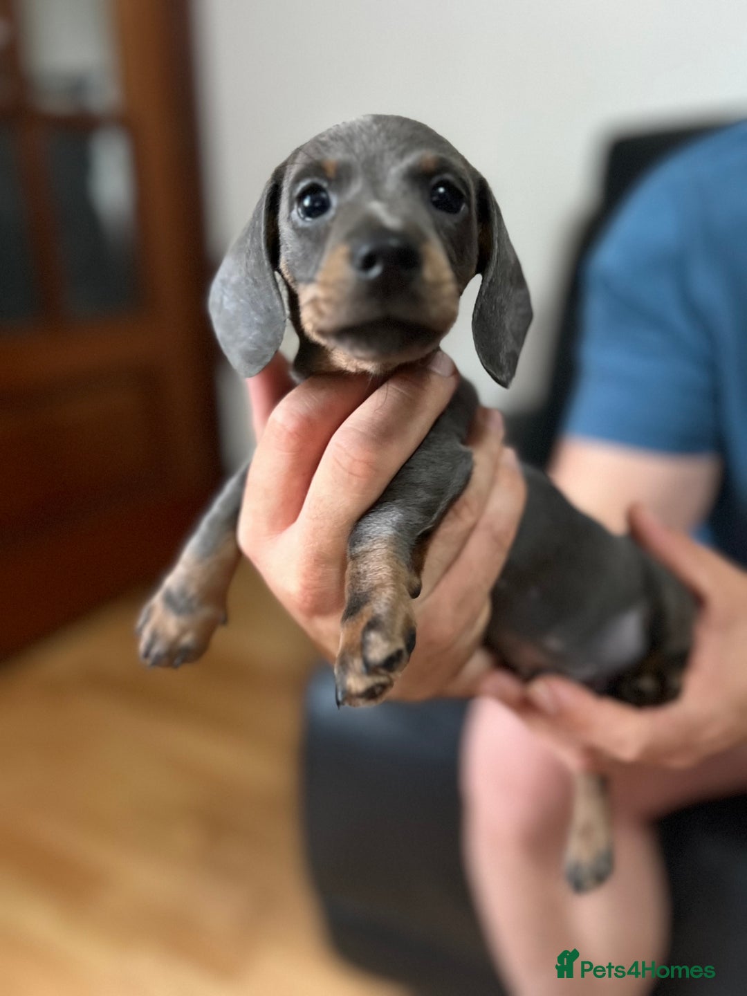 Dachshund dogs for sale: 4 Beautiful miniture dachshunds  - Image 9