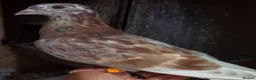 Pigeons birds for sale: Pigeons [Semi Hand-Raised] - Fancy & Racing Breeds - Advert 28
