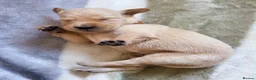 Golden Retriever dogs for sale: Golden Retriever KC registration Puppies ⭐️ - Advert 7
