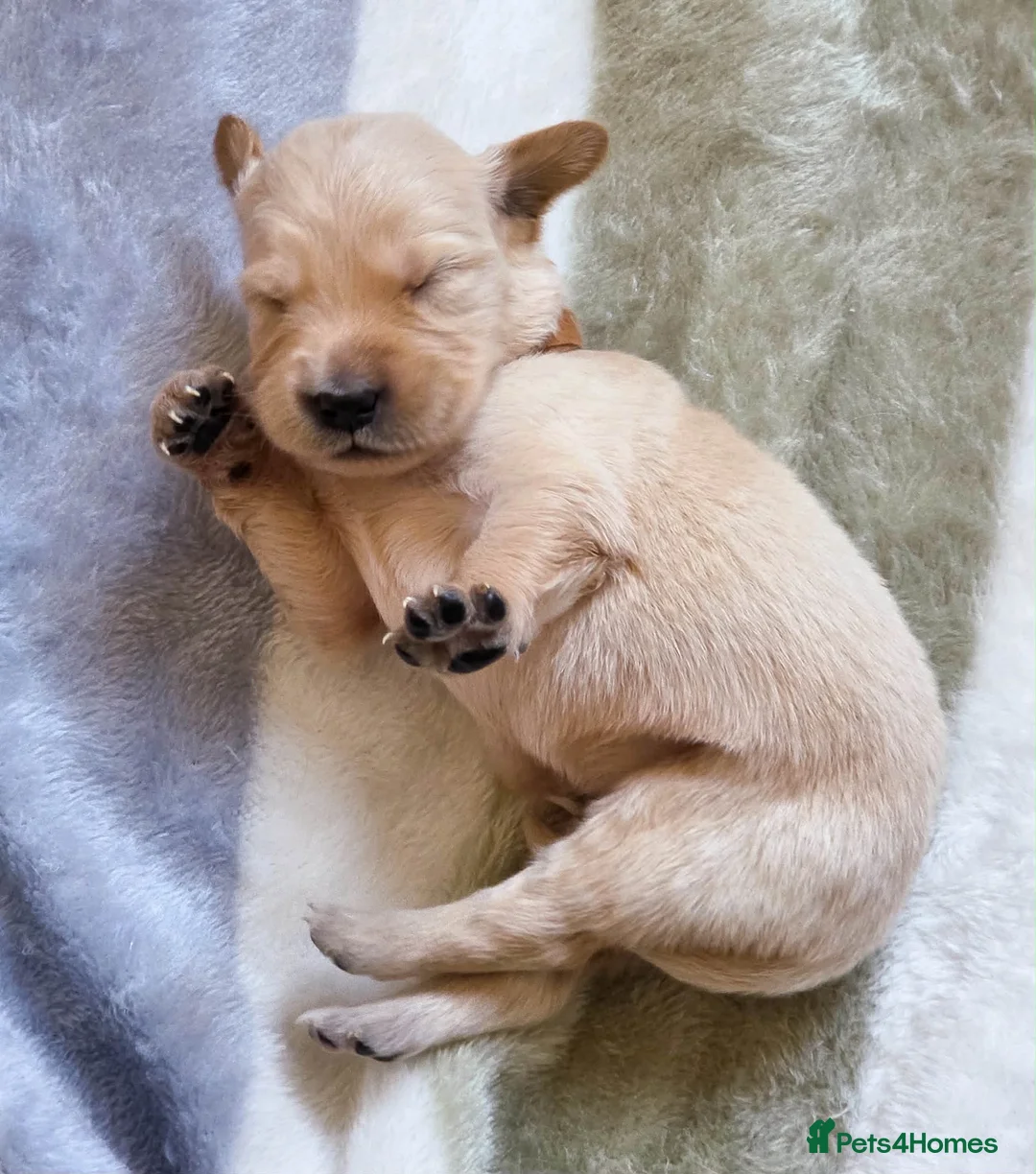 Golden Retriever dogs for sale: Golden Retriever KC registration Puppies ⭐️ - Advert 7
