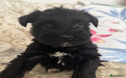 Miniature Schnauzer dogs for sale: Absolutely Stunning Healthy Mini Schnauzers  - Image 8