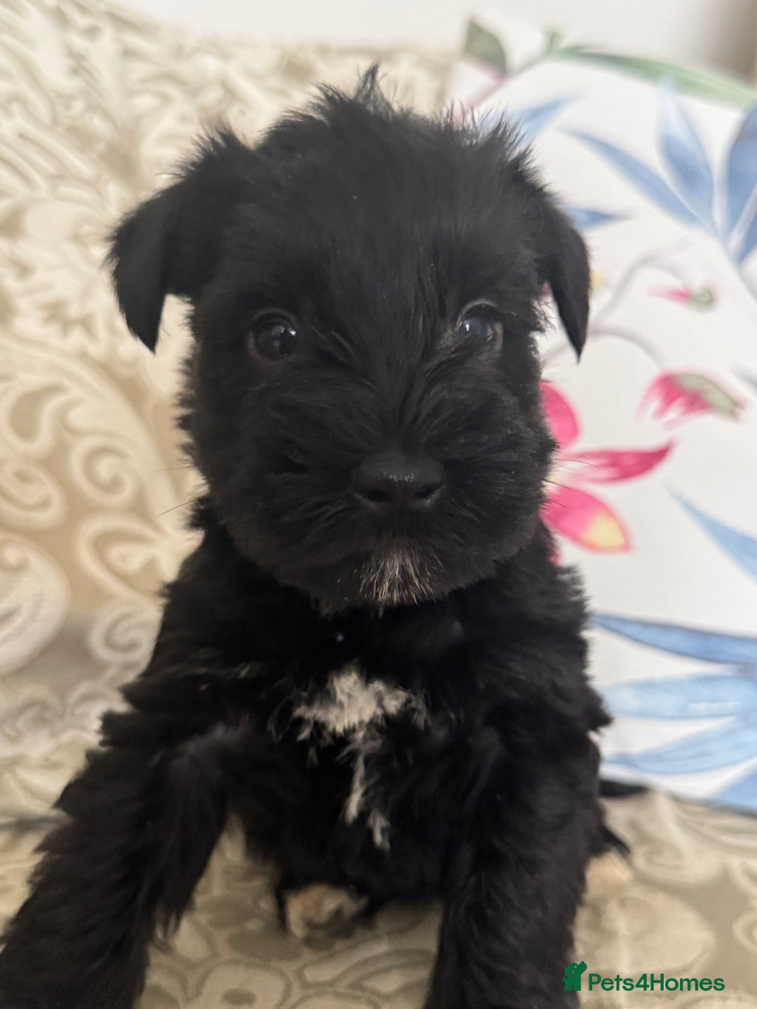 Miniature Schnauzer dogs for sale: Absolutely Stunning Healthy Mini Schnauzers  - Image 8