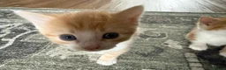 Mixed Breed cats for sale: Two Ginger Male Kittens  in Bicester - Advert 19