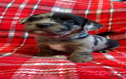 Mixed Breed dogs for sale: 🐶RARE FLUFFY BOODLE  - Advert 2